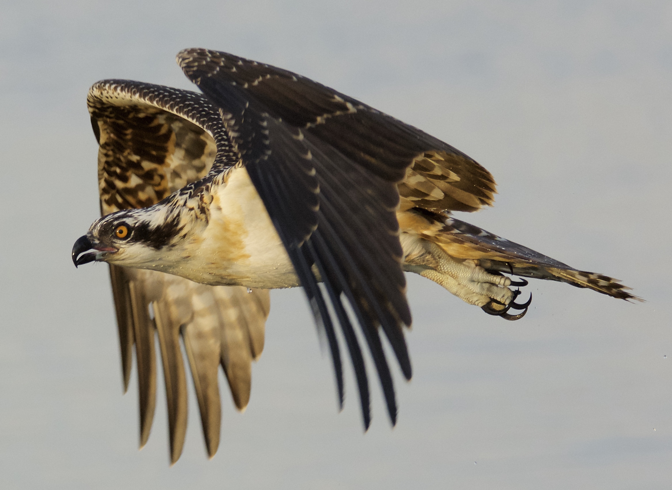 Osprey